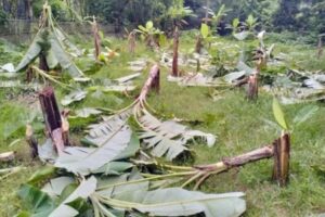 কলা গাছের সঙ্গে এ কেমন শত্রুতা!
