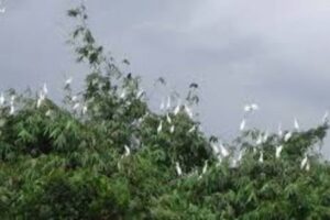 যেখানে পাখিরা চেয়েছিল একটু নিরাপদ আশ্রয়, সেখানে মানুষ নামল উচ্ছেদের নোংরা খেলায়!