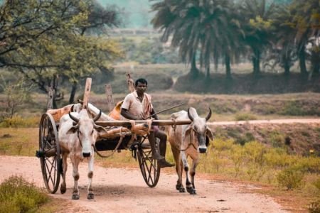 কালের বিবর্তনে হারিয়ে যাচ্ছে গরুর গাড়ি