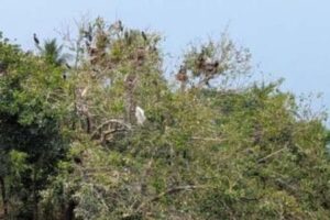 পাখির কলকাকলিতে মুখর পাইকগাছার হাড়িয়া আবাদ; প্রকৃতিতে নান্দনিক রূপ