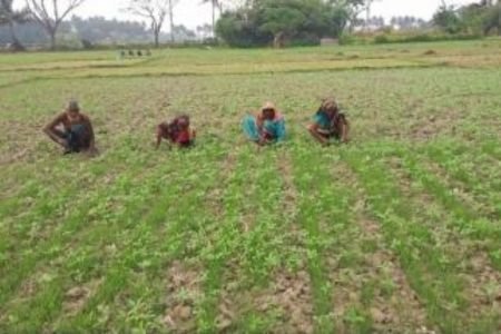 পাইকগাছায় পাটের আবাদে সোনালী স্বপ্ন দেখছেন চাষীরা