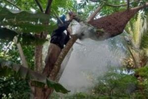 পাইকগাছায় মধু বিক্রি করে চলে মৌয়াল বারিকের জীবনের চাকা
