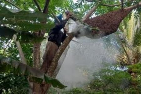 পাইকগাছায় মধু বিক্রি করে চলে মৌয়াল বারিকের  জীবনের চাকা