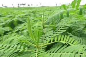 মাটির স্বাস্থ্য ও গুণাগুণ রক্ষায় বোয়ালিয়া বিএডিসি খামারে ধৈঞ্চার চাষ