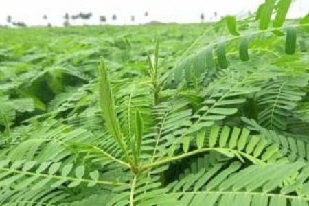 মাটির স্বাস্থ্য ও গুণাগুণ রক্ষায় বোয়ালিয়া বিএডিসি খামারে ধৈঞ্চার চাষ