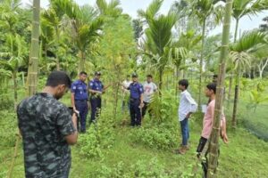 সুপারি বাগানের আড়ালে গাঁজা চাষ