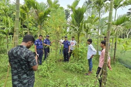 সুপারি বাগানের আড়ালে গাঁজা চাষ