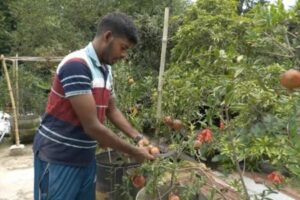 হরিণাকুন্ডুতে ছাদ বাগানের আনারে প্রবাস ফেরত যুবকের বাজিমাত