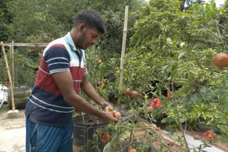 হরিণাকুন্ডুতে ছাদ বাগানের আনারে প্রবাস ফেরত যুবকের বাজিমাত