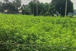 মধুখালীতে সোনালী আঁশে স্বপ্ন বুনছেন চাষীরা
