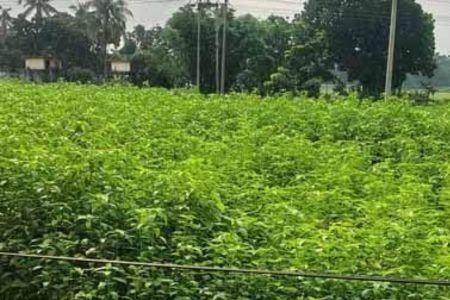 মধুখালীতে সোনালী আঁশে স্বপ্ন বুনছেন চাষীরা