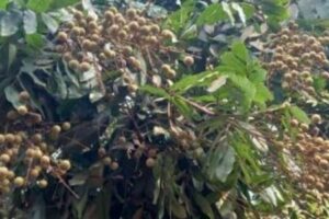 পাইকগাছায় আঁশফলের বাম্পার ফলন; বাজারে ব্যাপক চাহিদা